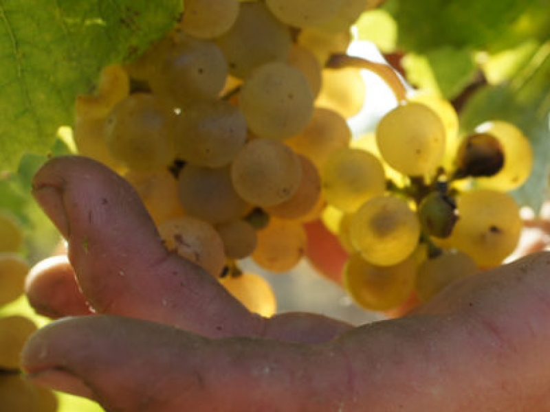 El vi de la Verema Solidria, el vols conixer?